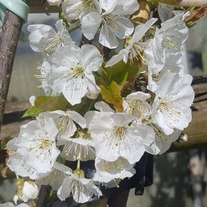 Prunus avium 'Stella' 10-12 SS